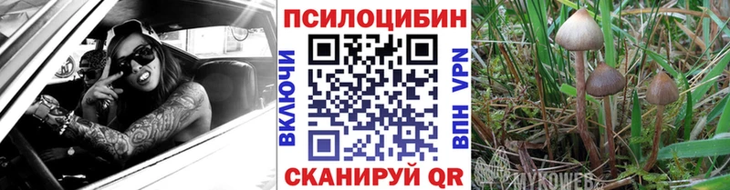 купить   omg как зайти  Псилоцибиновые грибы GOLDEN TEACHER  Майкоп 